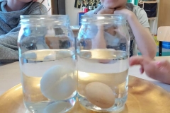 Bursztynki eksperymentują sprawdzając budowę i właściwości jajek