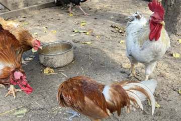 550454306_1905424946956323_6356715738386512305_n