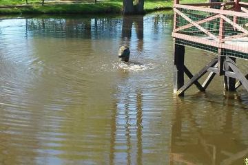 13138955_998887770231911_2445039883286204487_n